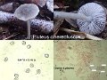 Pluteus cinereofuscus-amf1494